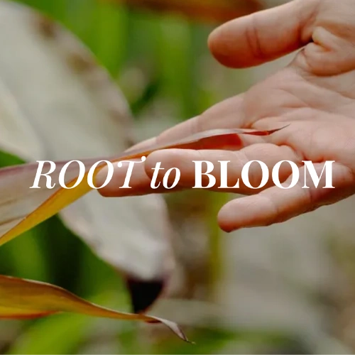 ROOT TO BLOOM